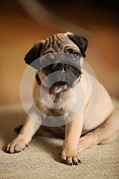 Little, cute pug puppy with red collar portrait.