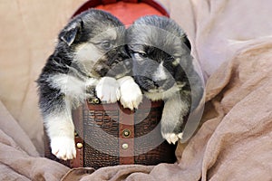 Little cute puppies sit in a crocodile box together