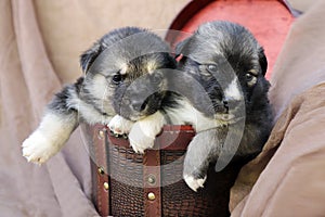 Little cute puppies sit in a crocodile box together