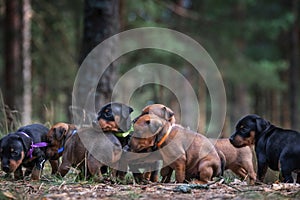 Little cute puppies of zwergpinscher in pine forest