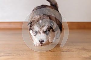 Little cute puppy of breed the Alaskan Malamute goes and sniffs the floor