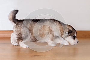 Little cute puppy of breed the Alaskan Malamute goes and sniffs the floor