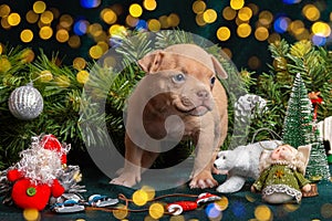 Little cute puppy looking at a Christmas tree decorated with toys, snowflakes, cones and angels with a beautiful bokeh