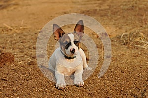 Little cute puppy portrait