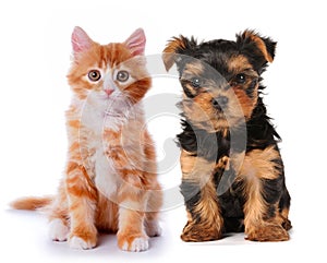 Little cute puppy and red kitten isolated on white