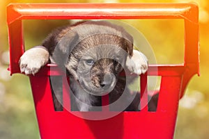 Little cute puppy sitting in the grocery cart and funny Peeps photo