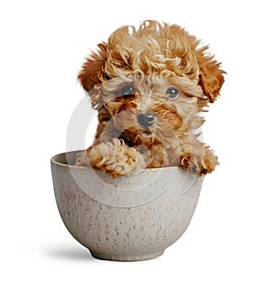 Little cute puppy of Toy Poodle dog in a cup, isolated on transparent background, cute mini puppy dog concept, realistic