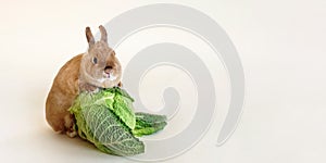 Little cute rabbit on beige background with cabbage.