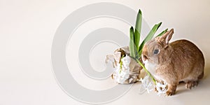 Little cute rabbit on beige background with cabbage.
