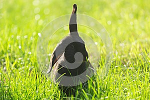 Little cute rabbit sitting on the grass. Black bunny on green background