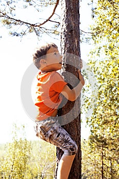 Little cute real boy climbing on tree hight, outdoor lifestyle c