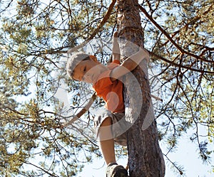 Little cute real boy climbing on tree hight, outdoor lifestyle concept