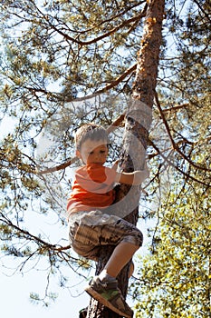 Little cute real boy climbing on tree hight, outdoor lifestyle concept