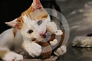 a little cute red and white kitten lies on the bed and plays with a cuddly toy