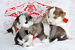 Little cute Siberian Husky puppies