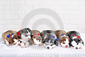 Little cute Siberian Husky puppies