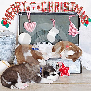 Little cute Siberian Husky puppies as Christmas present