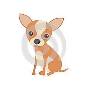Little cute sitting chihuahua puppy. Little brown pocket dog, isolated on white background.