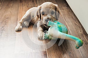 Little cute spaniel puppy plays on the floor