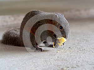 Little cute squirrel eating pineapple on floor. Forest animal in city