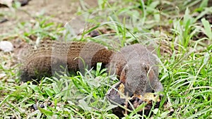 Little cute squirrel enjoy eating delicious grill potato on grass floor. Wild forest animal.