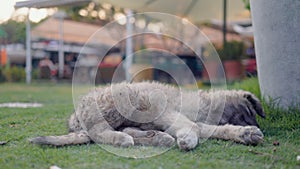 Little cute street puppy lying on the grass