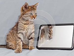Little cute striped kitten sitting near the mirror, the kitten is reflected in the mirror