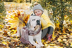 Little cute toddler girl with her big white saint bernard dog is in sunny autumn day