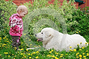 Little cute toddler girl playing with big white shepherd dog, se