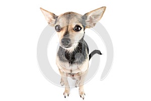 Little cute toy terrier dog isolated on white background