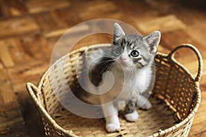 Little cute white-gray kitten sitting in a straw basket on a wooden floor, shot from above