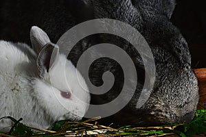 Little cute white rabbit of Leporidae family with his grey mother eating fresh grass