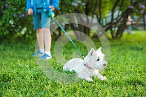 The little cute white West Highland White Terrier dog is lying on the green grass. In the background is a boy in blue shorts and