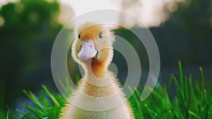 Little cute yellow duckling on green grass