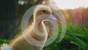 Little cute yellow duckling on green grass