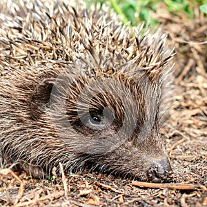 Little cute young hedgehog Erinaceus Europaeus in natural cond