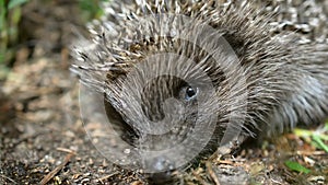 Little cute young hedgehog Erinaceus Europaeus in natural conditions.