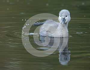 Little cygnet baby swan on water