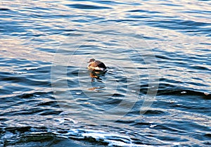 little dabchick Podiceps ruficollis in winter plumage.