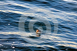 little dabchick Podiceps ruficollis in winter plumage.