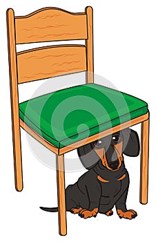 Little dachshund and a chair