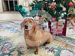 Little dachshund dog in antlers on the background of a Christmas tree