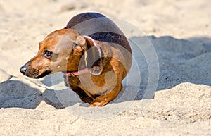 Little dachshund in the warm sand