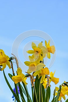 Little Daffodils agains a blue sky