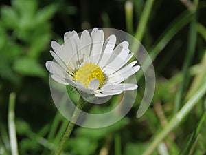 Little daisie in a field.