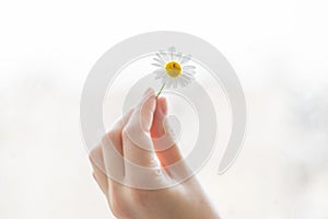 Little Daisie on the window