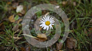 Little daisies blooming in spring photo