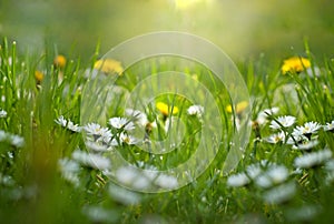 Little daisy and dandelion in meadow photo
