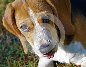 Little Daisy Dew Cutest Beagle in the World