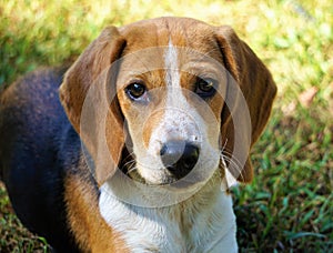 Little Daisy Dew Cutest Beagle in the World